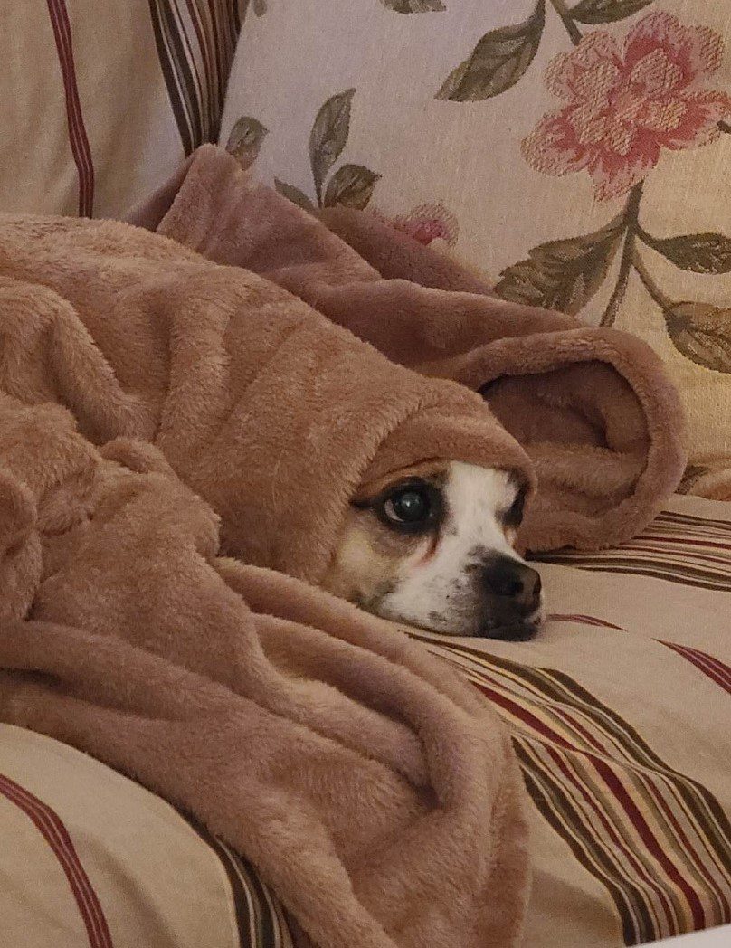 picture of small dog looking like it was proven wrong